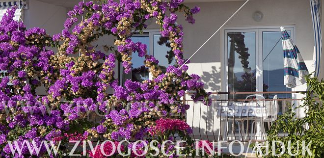 balcony in flowers