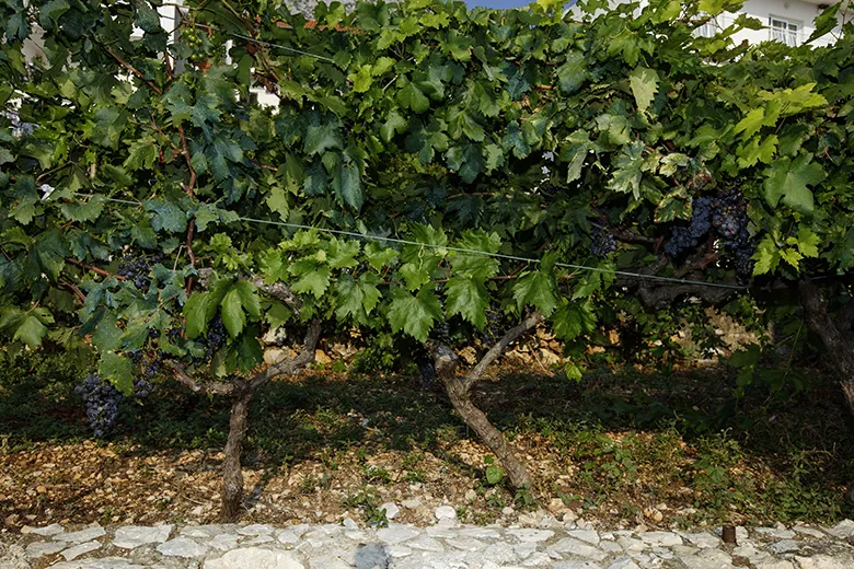 Haus Klaričić, grapes in the garden