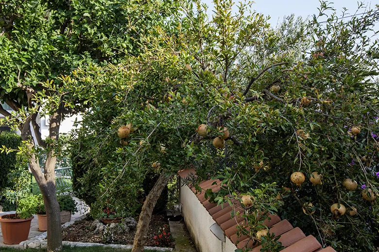 Haus Klaričić, šipak